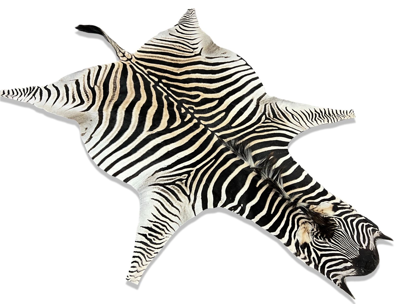 A Grade Zebra Hide