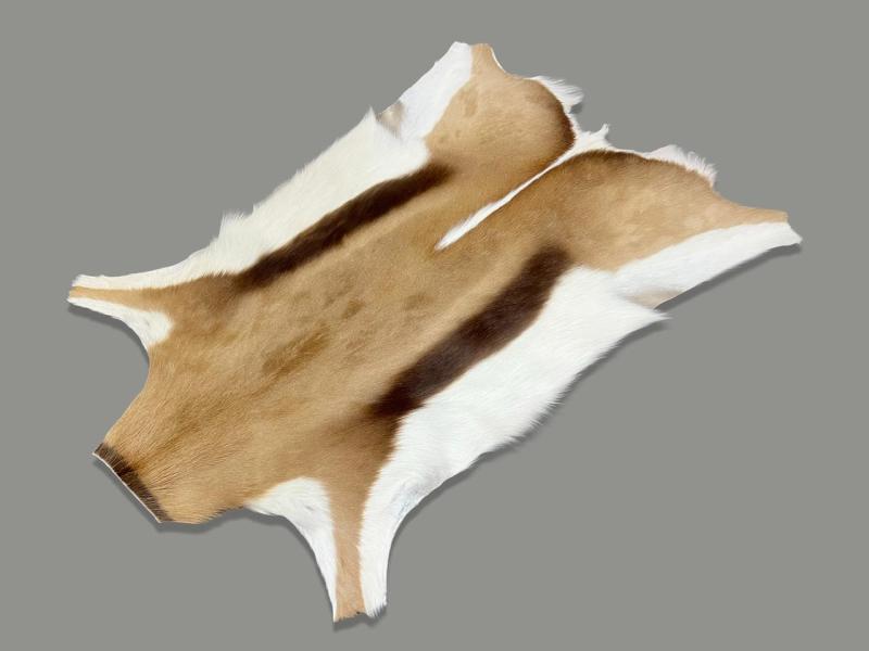 Premium A Grade Springbok Skin