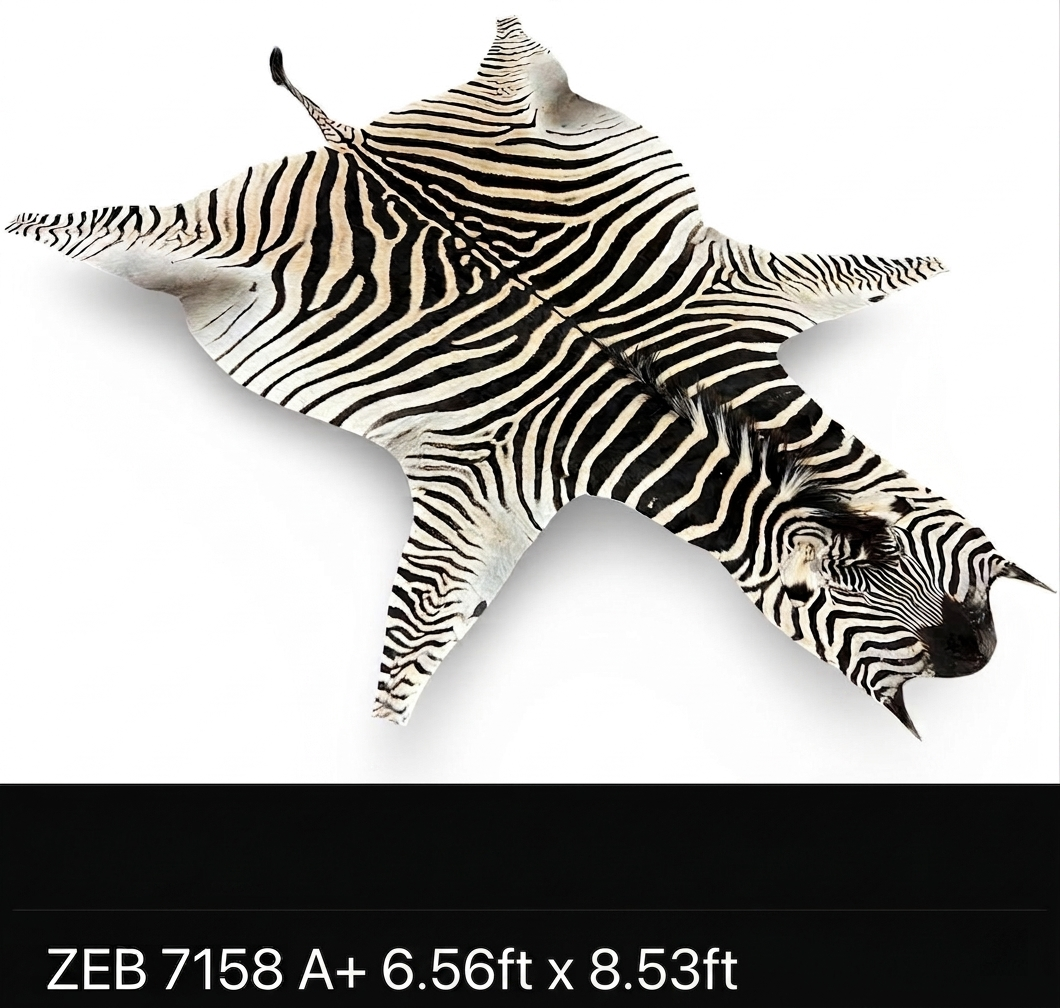 A+ Grade Zebra Hide 7158