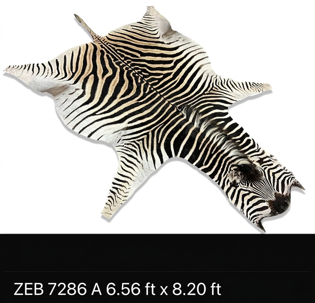 A Grade Zebra Hide 7286